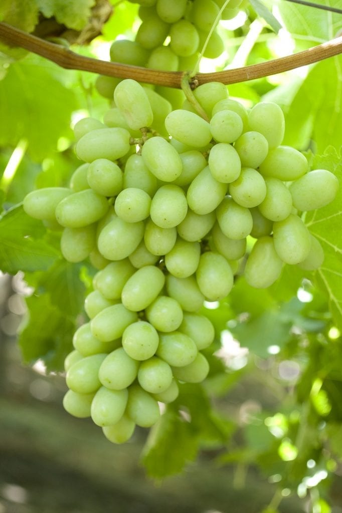 Table Grape