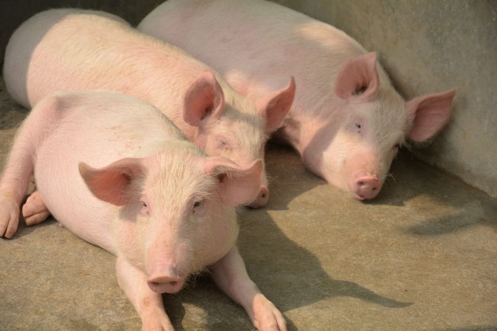 yorkshire pigs