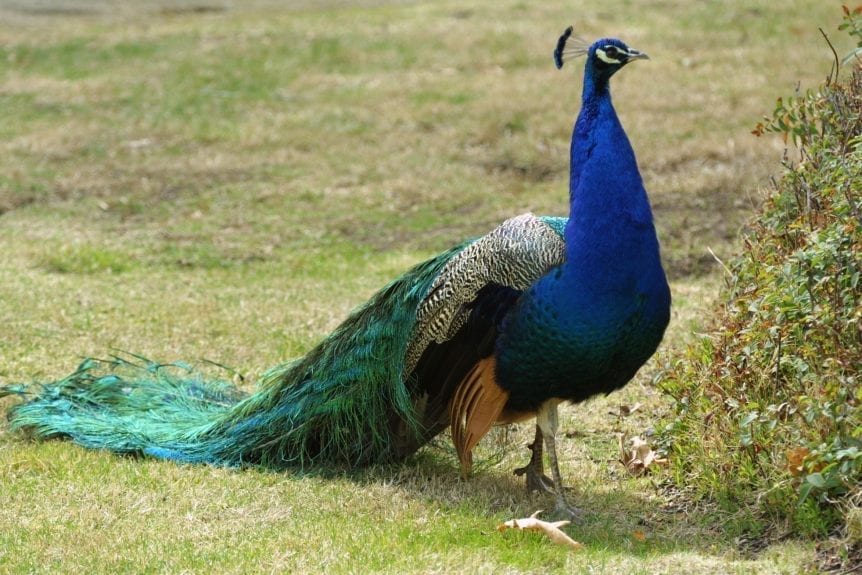 peafowl