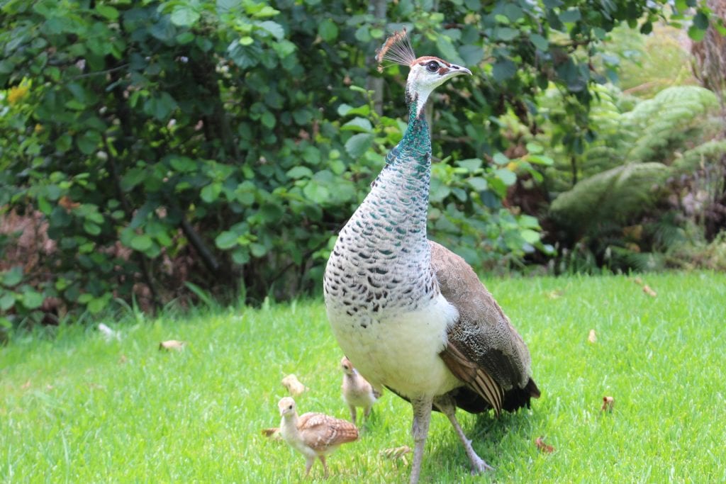 raising peafowl
