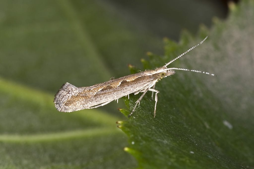 diamondback moth