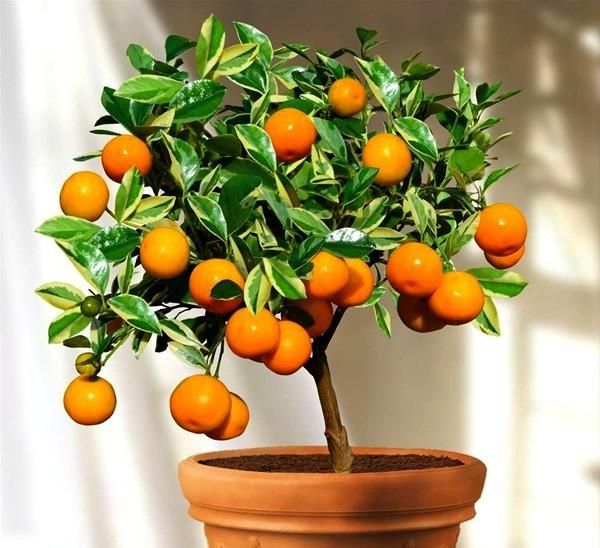 tangerine tree