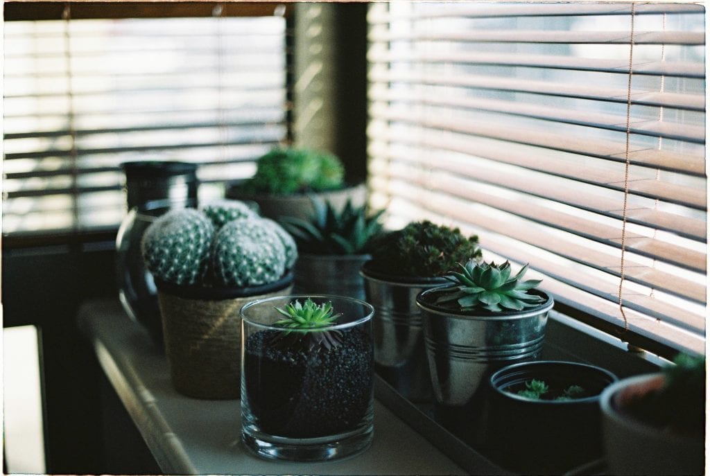 windowsill garden