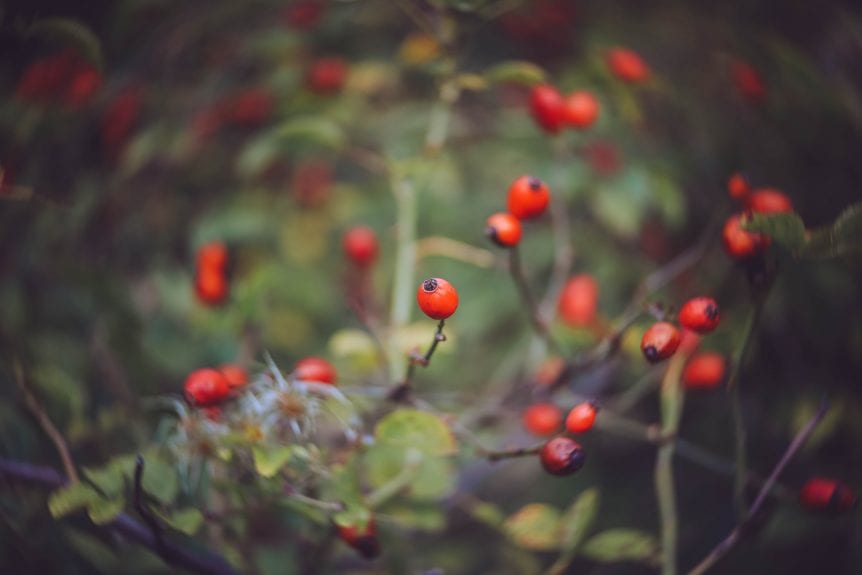 harvest rosehips
