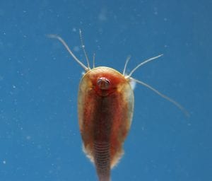 Tadpole Shrimp 