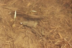 Tadpole Shrimp 