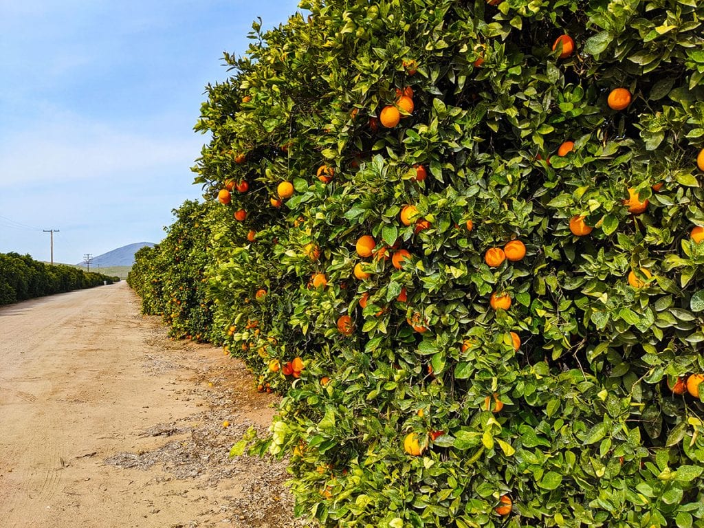 New Citrus Disease 
