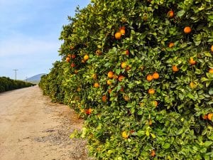 citrus industry