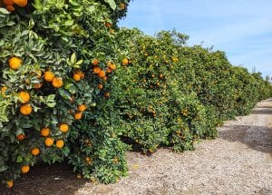 Citrus Production