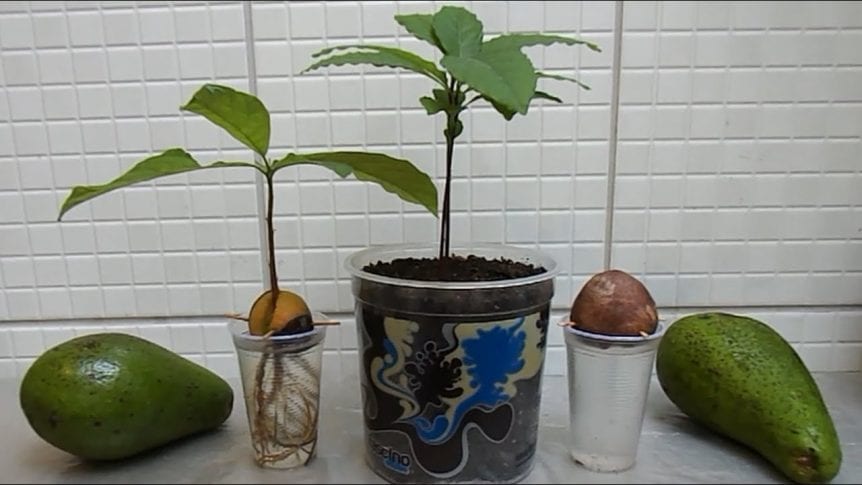 Avocado Tree