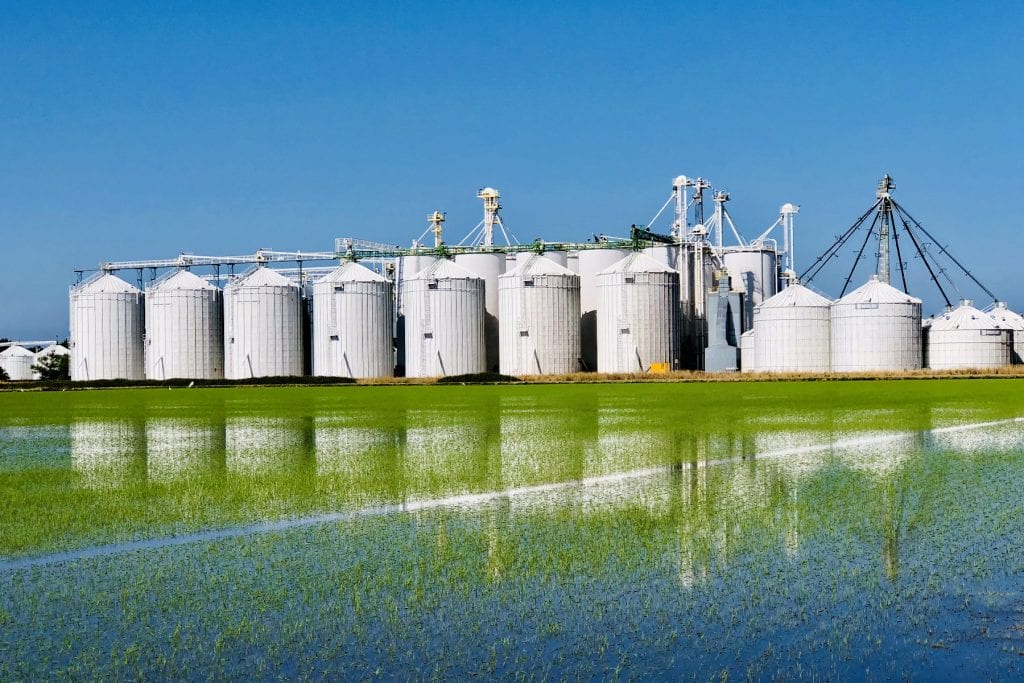 Rice planting season 