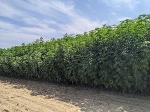 Hemp Report 
