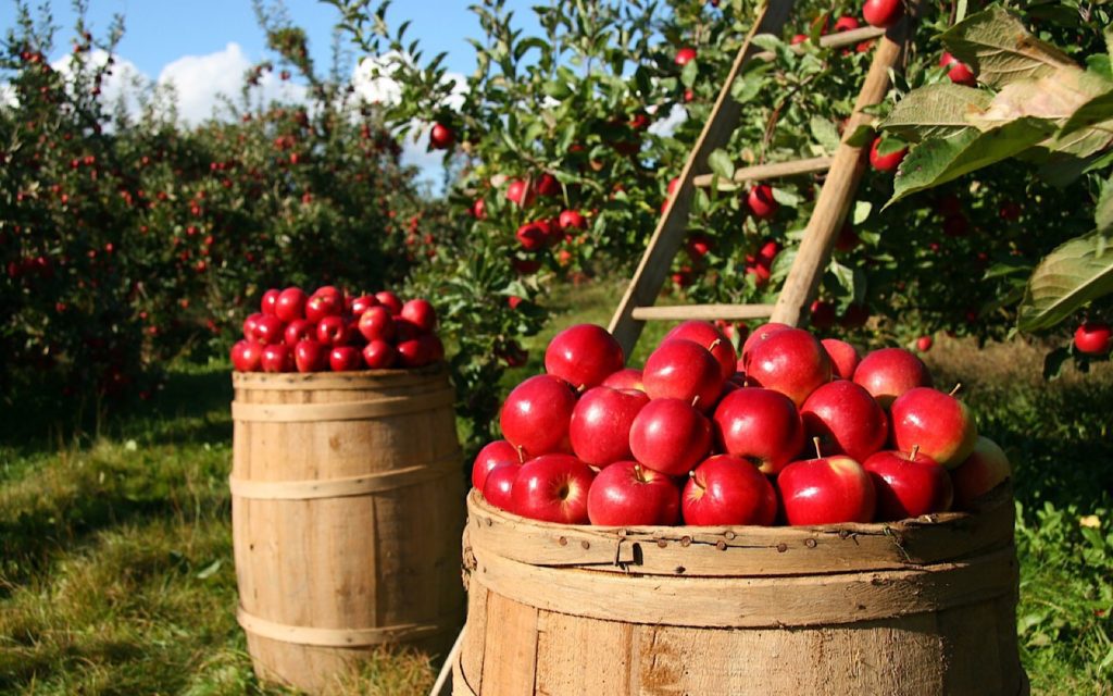 apple harvest