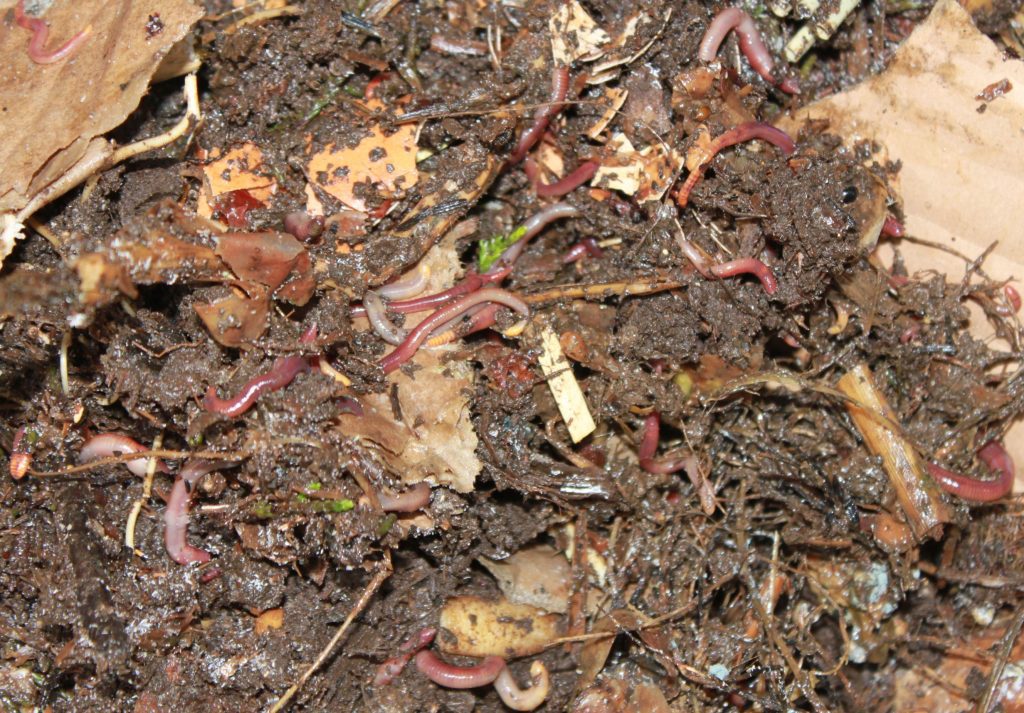 Vermicomposting
