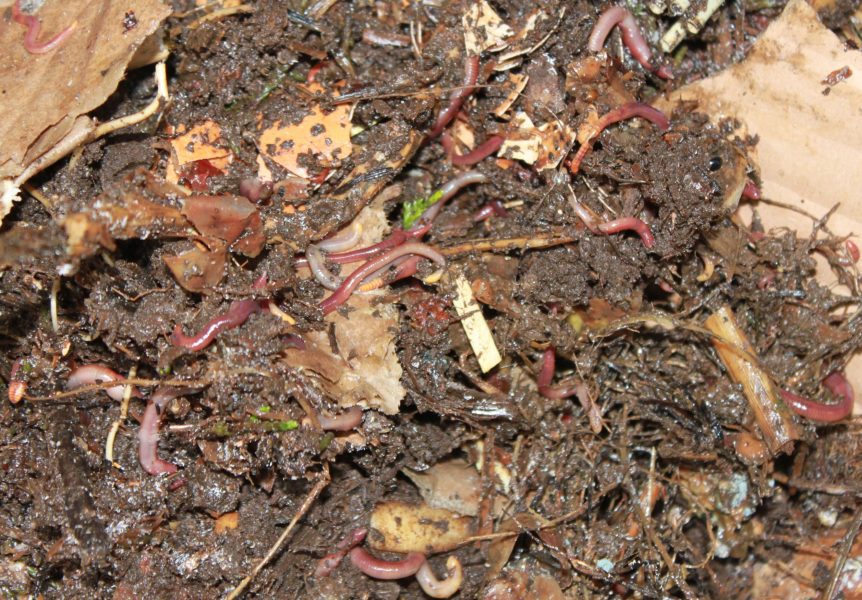 Vermicomposting