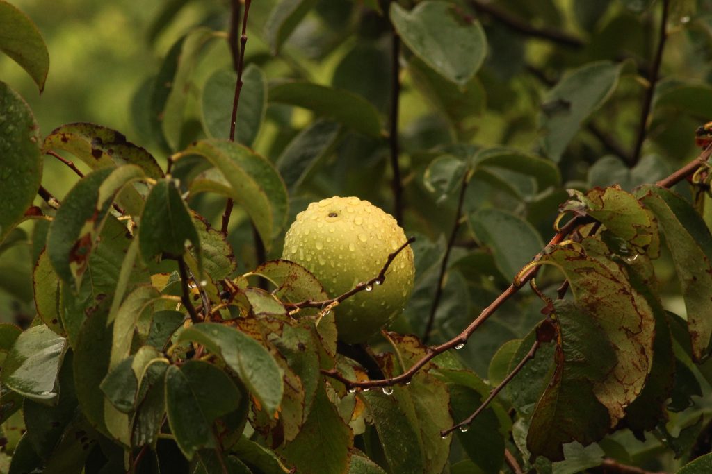 guava crop