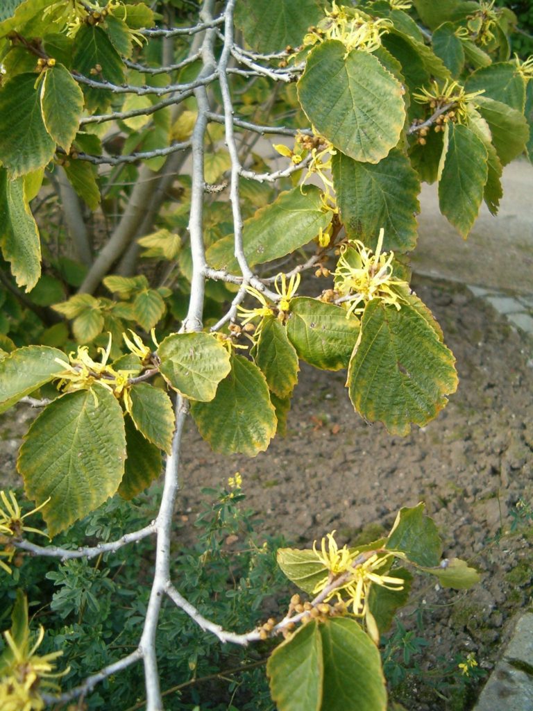 large shrub