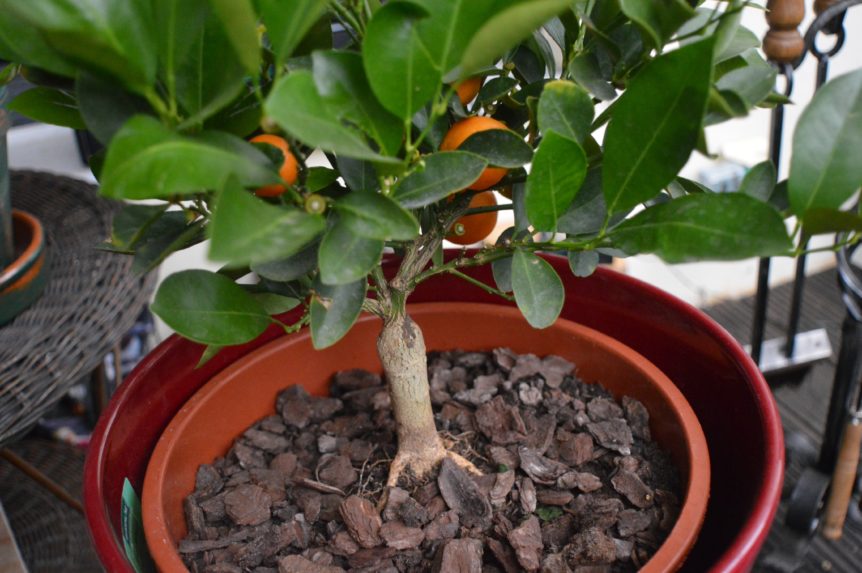 Growing Citrus Trees