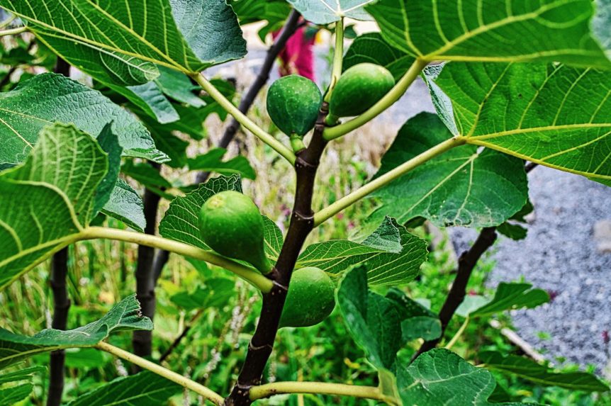 fig tree
