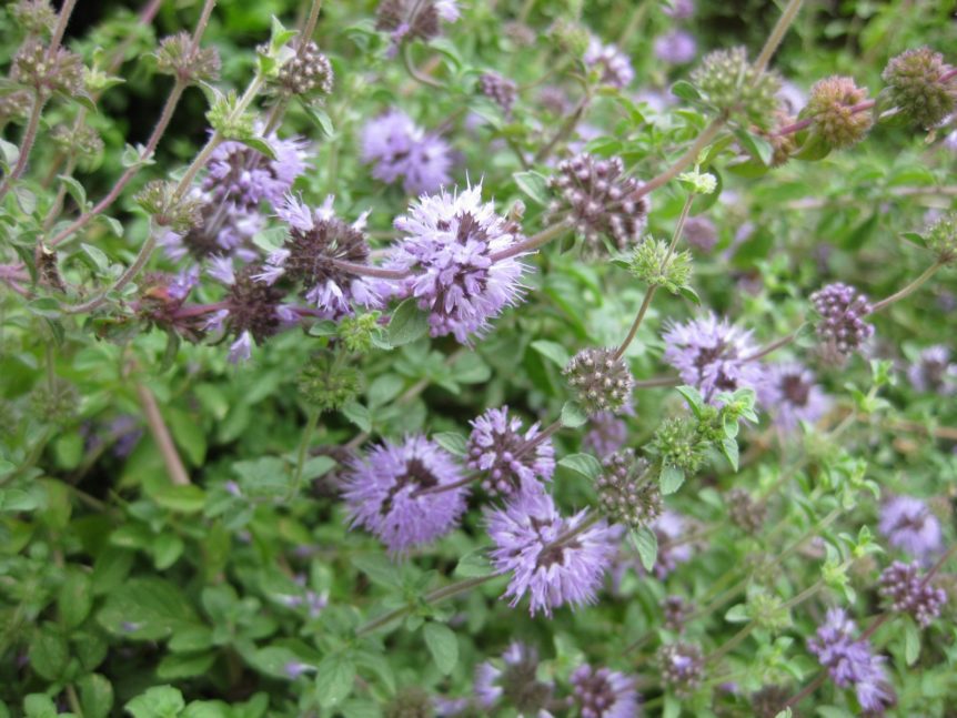 perennial herb
