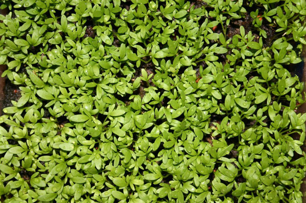farming cress