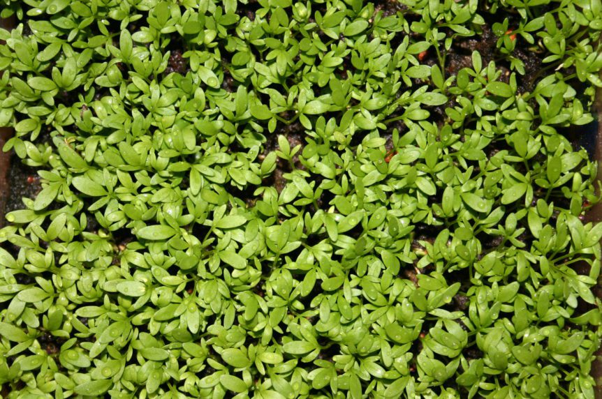 farming cress