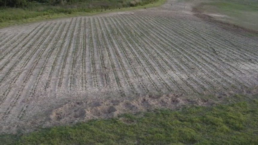 Feral Swine in America