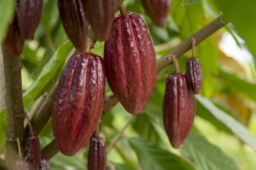 cacao
