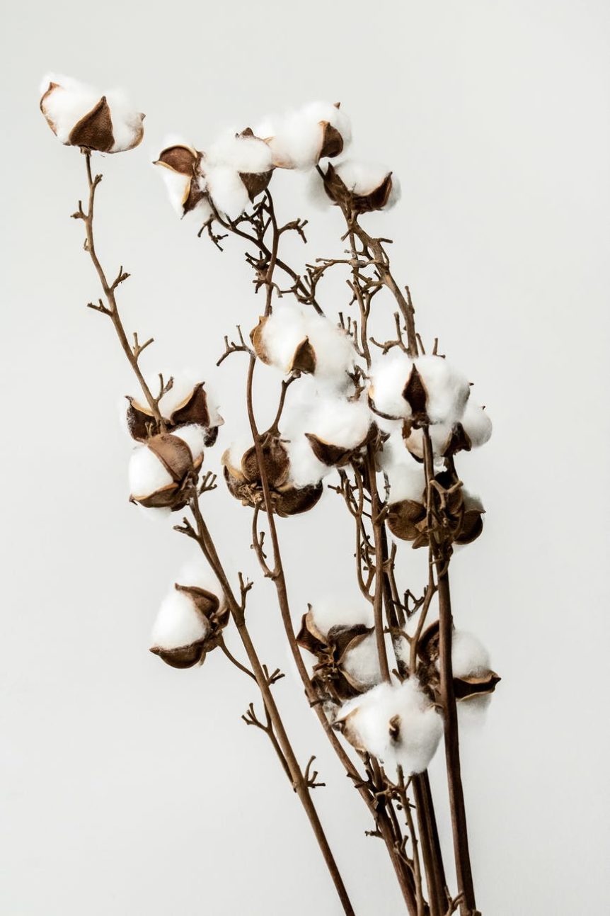 white flowers with brown stem