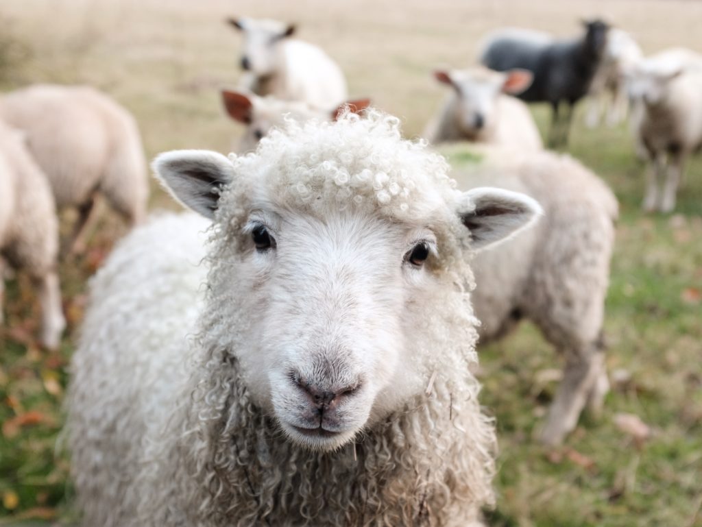 Featured image for “U.S. Sheep Industry Outlook Remains Positive Despite Drought Challenges”