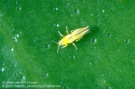 Best Management Practices for Managing Citrus Thrips