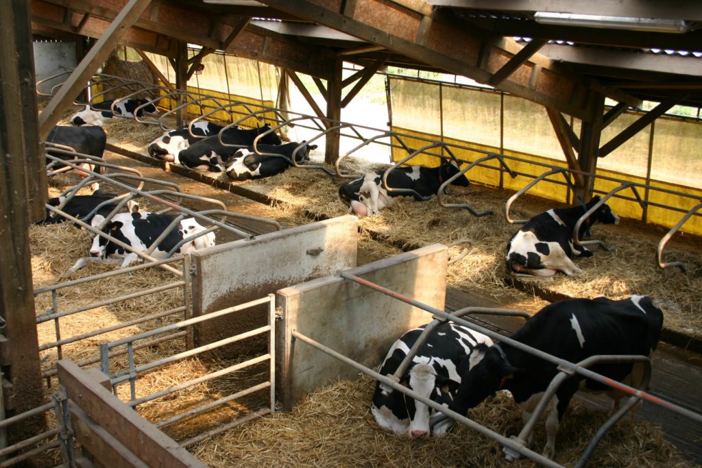 USDA Extends Application Deadline for Organic Dairy Program