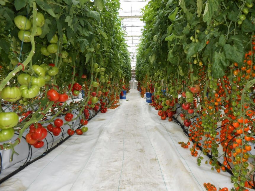 new crop nsurance program