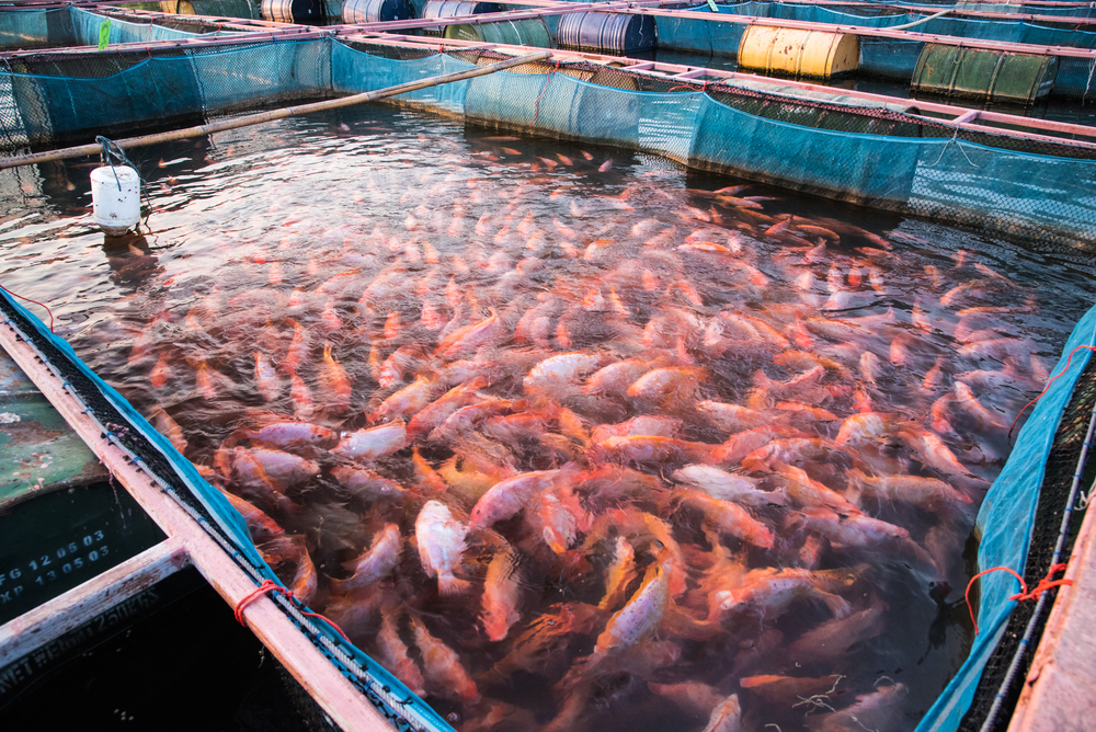 Census of Aquaculture