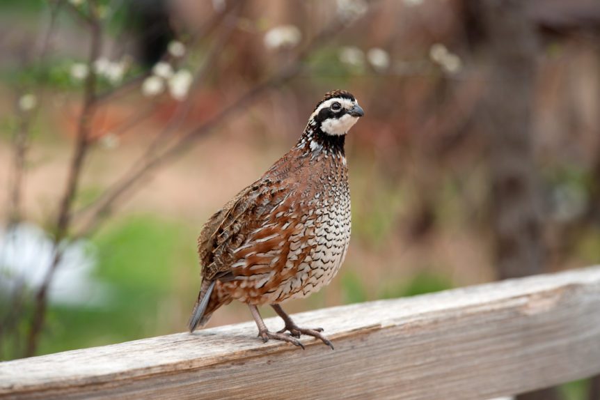Bobwhite Pilot