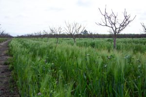 Cover Crops