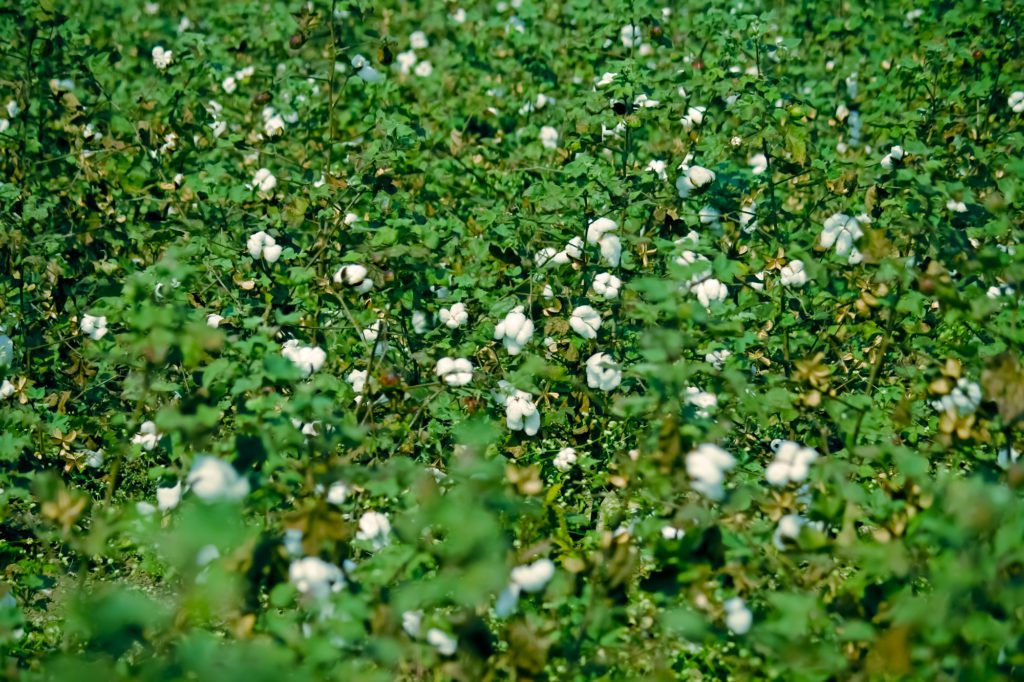 Cotton