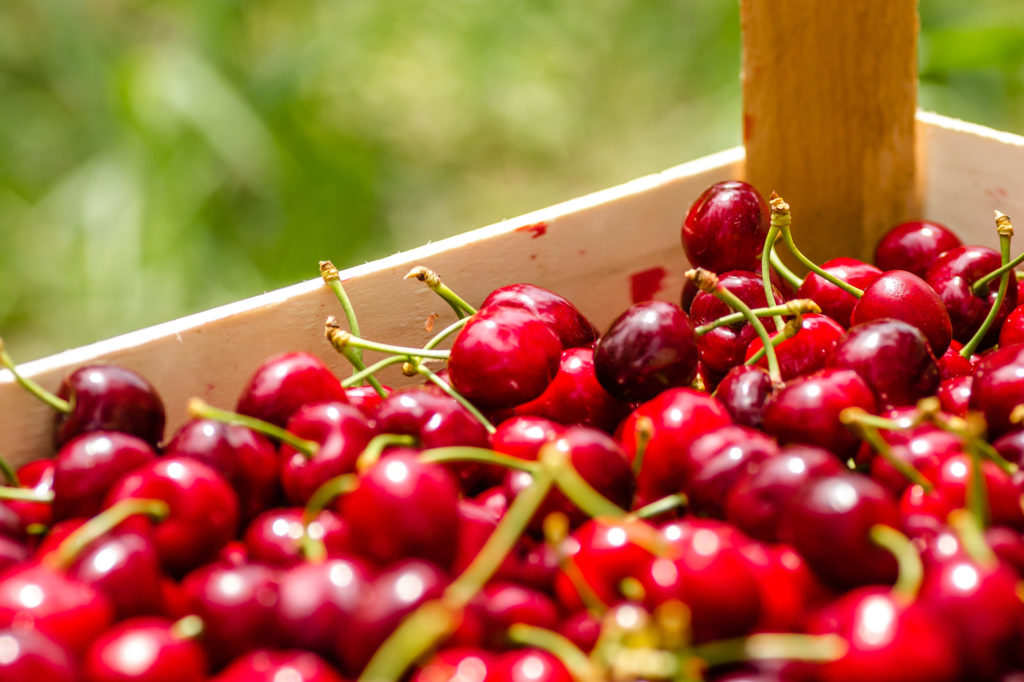 Featured image for “Global Cherry Production Set for Record as U.S. Crop Declines”