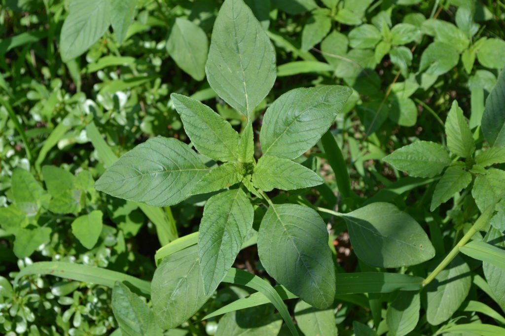 palmer amaranth