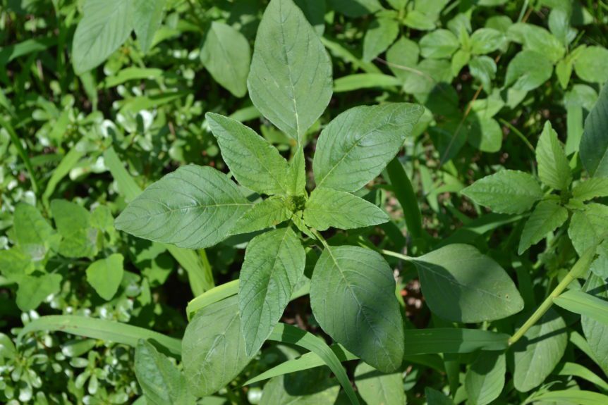 palmer amaranth