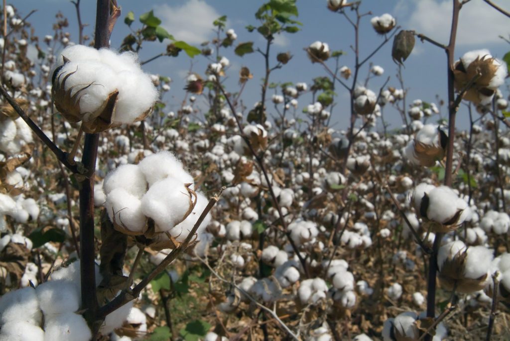 cotton condition