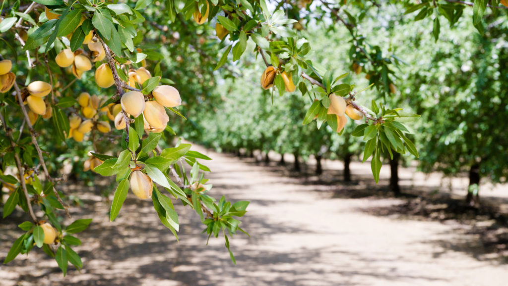 Featured image for “$2 Million Investment Targets Pest Control and Quality in U.S. Tree Nuts”