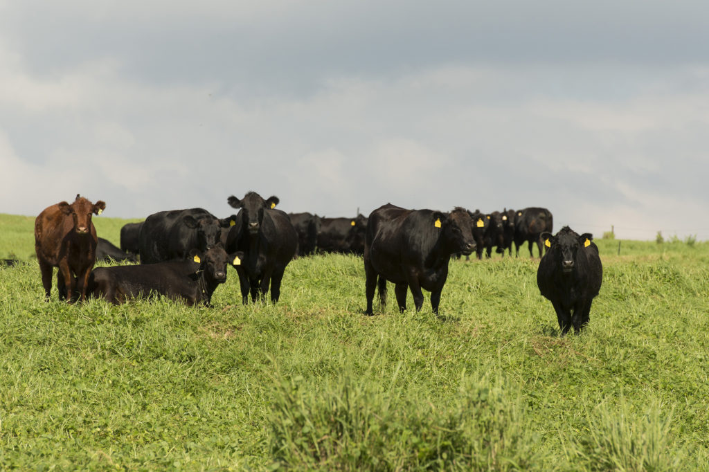 Featured image for “USDA Lowers Steer Price Forecasts for 2026 and 2027”