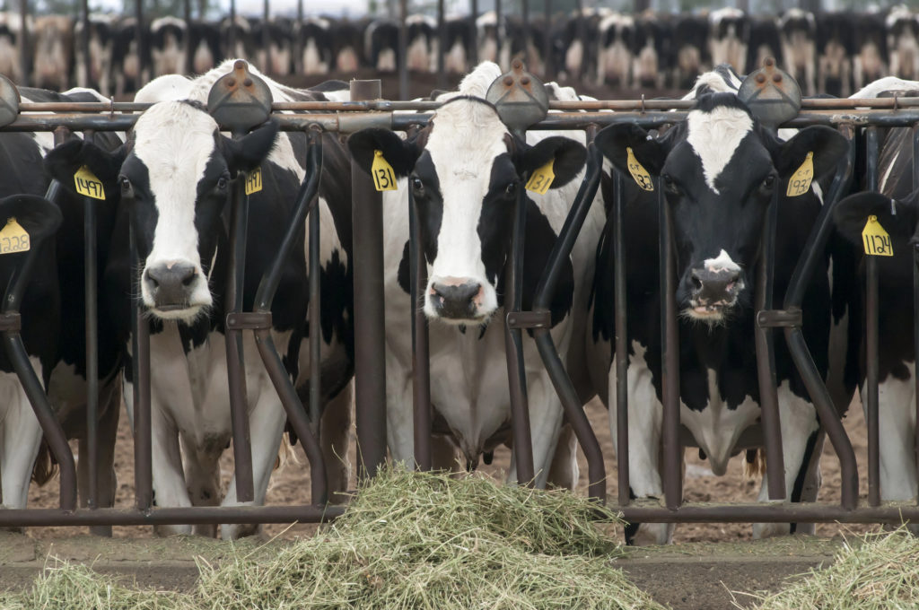 Featured image for “USDA Changes Rules for Dairy Checkoff Dollars”