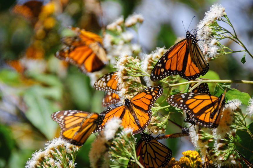 monarch butterflies