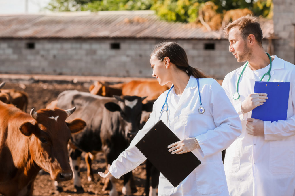 animal disease