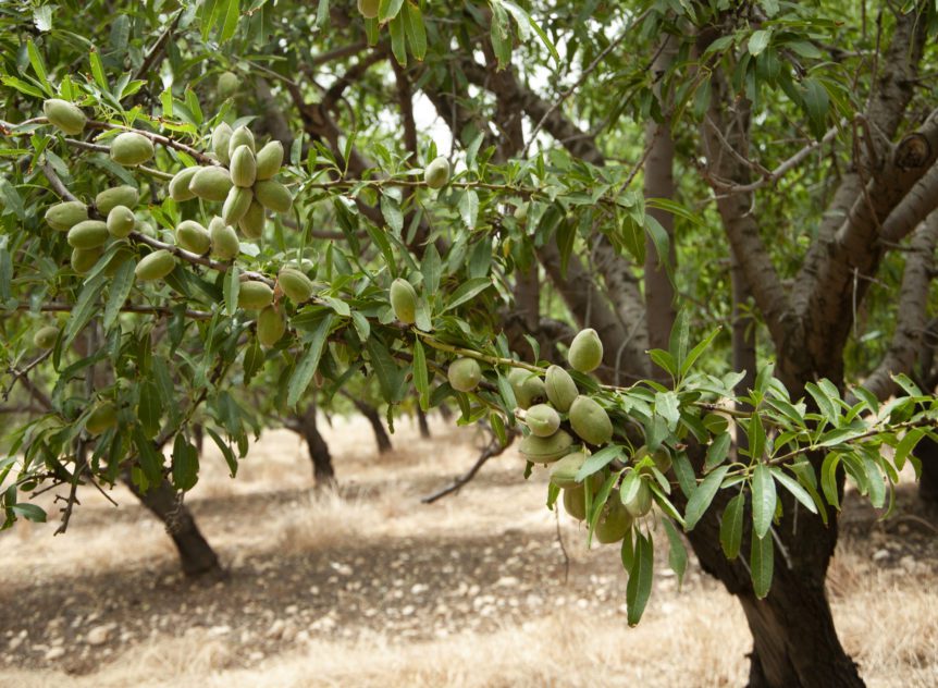 Western Tree Nut Association
