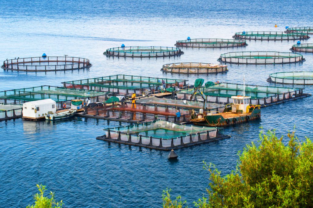 Census of Aquaculture
