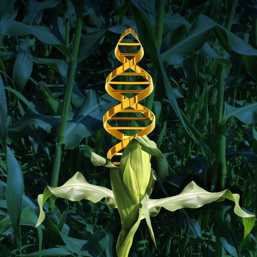 biotech corn