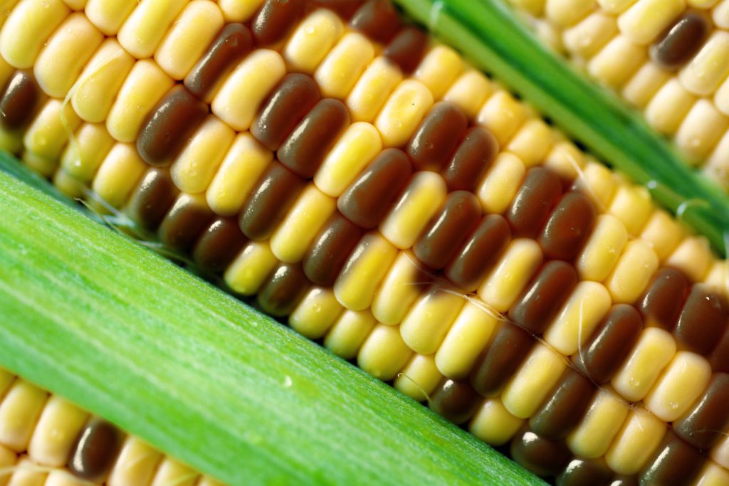 GMO corn